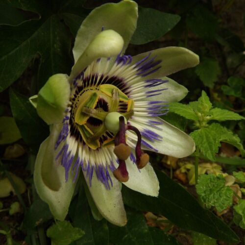 Bloeiende Passiebloem