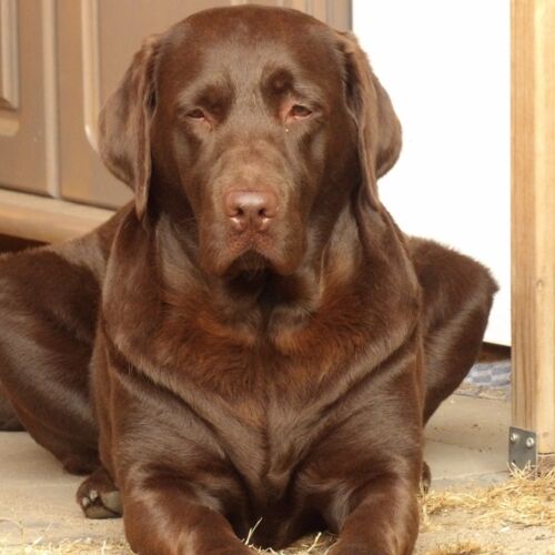 Hond frontaal
