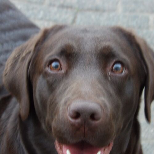 Hond opengesperde ogen