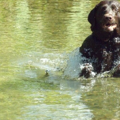 Blije hond spartelt