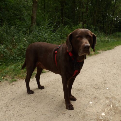 wachtende hond op pad
