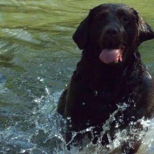 Blije hond in het water