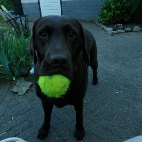 Hond toont bal