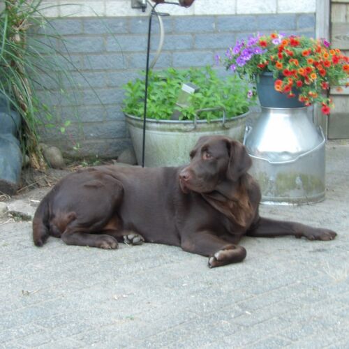 Liggende hond