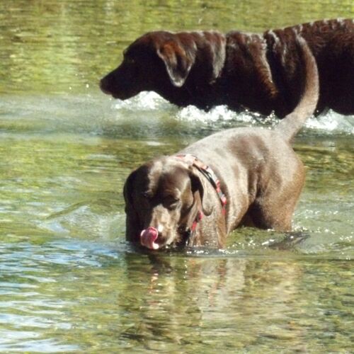 Twee honden in het water
